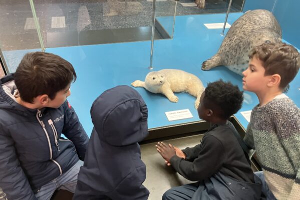 Ausflug ins zoologische Museum